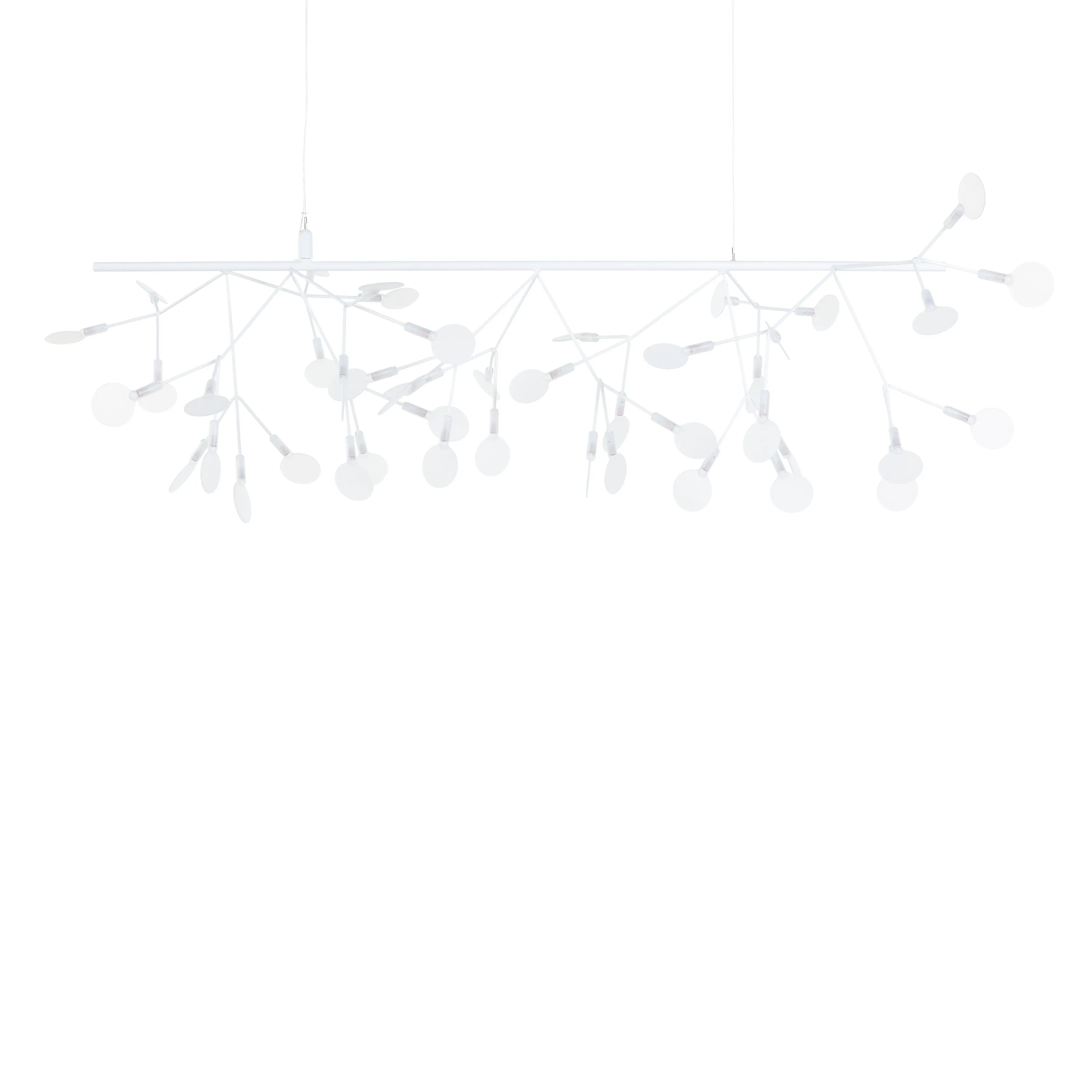 Heracleum Endless